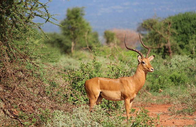Uganda Budget Safari Tour