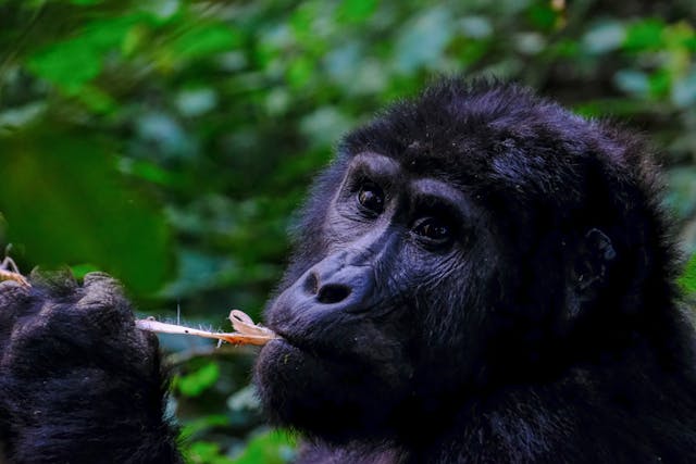 Uganda Safari Travel Guide