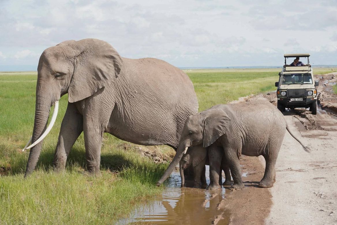 4x4 safari Jeep during a wildlife game drive in Masai Mara Kenya