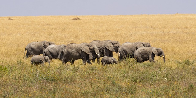 Guide to Tanzania Group Safari Tours African Paradise SafarisAfrican Safari Tour Holidays