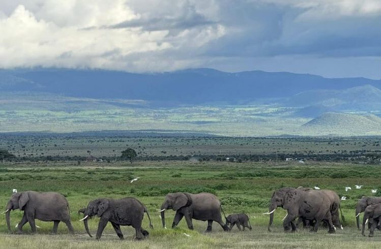 Elephant in Ngorongoro Crater Tanzania