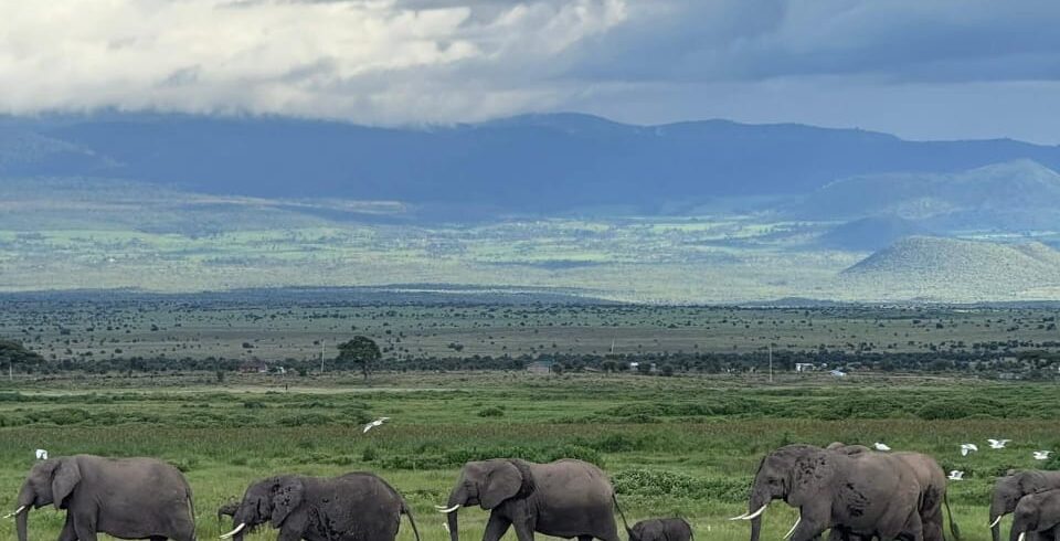 Wildebeest Crossing Safari