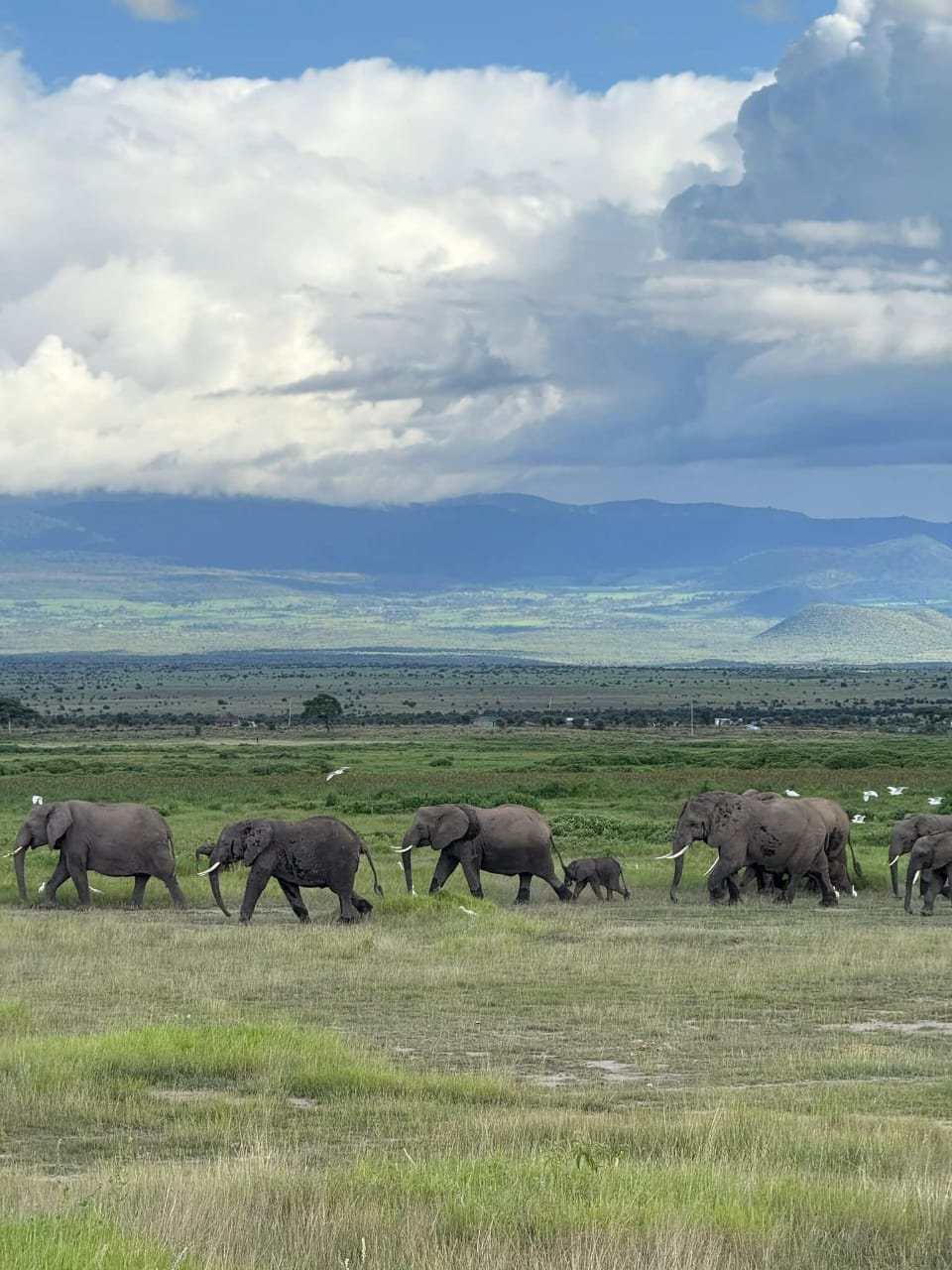 Wildebeest Crossing Safari